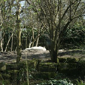 (Arctic Wolf)Canis_lupus_arctos