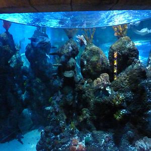 View into Azteca tank