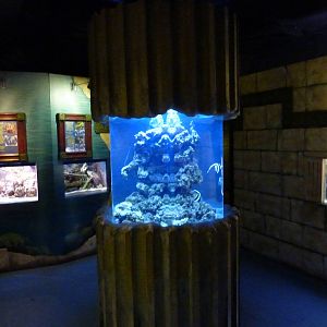 Tropical marine room