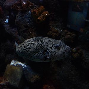 Starry pufferfish in Azteca