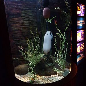 Pot-bellied seahorse tank