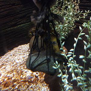 Pot-bellied seahorse in a tangle