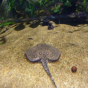 Ocellate river stingray