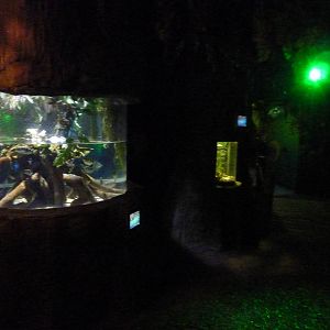 Amazonia tanks