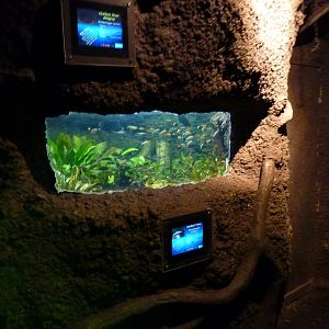 Amazon tank