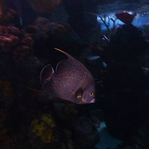 French angelfish