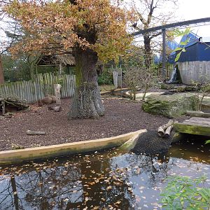 Capybara enclosure