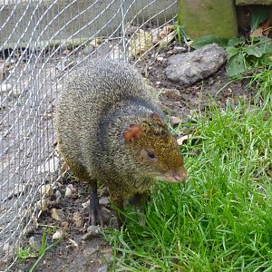 Azara's agouti