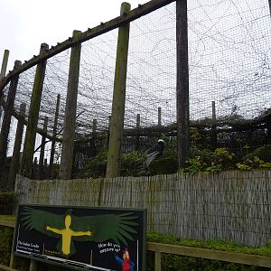 Andean condor aviary