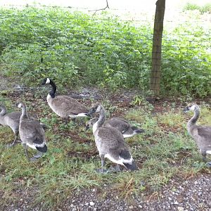 Wild Canada Geese