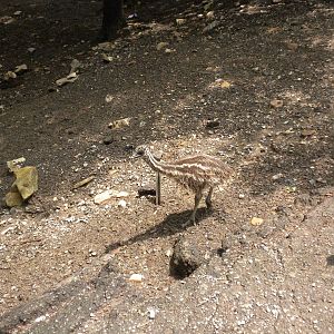 Emu chick