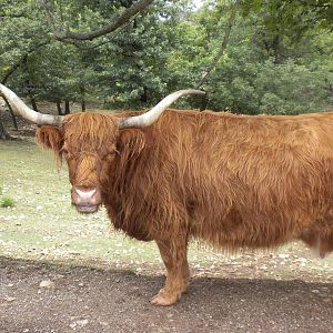 Scottish Highland Cattle