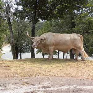 Scottish Highland Cattle