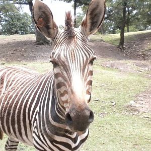 Hartmann's Zebra