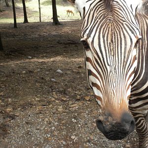 Hartmann's Zebra