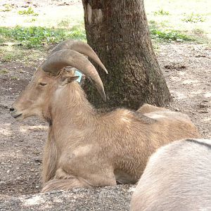 Aoudad