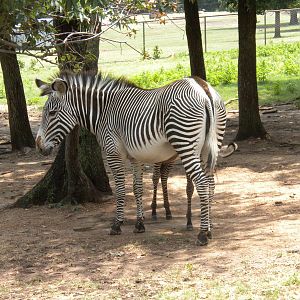 Grevy's Zebra