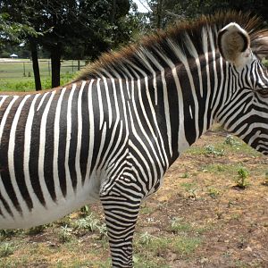 Grevy's Zebra