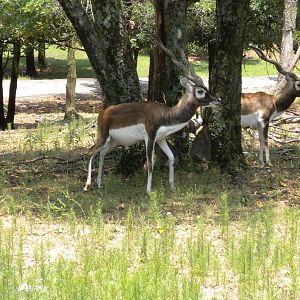 Blackbuck