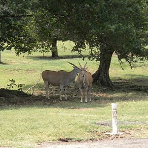 Common Eland