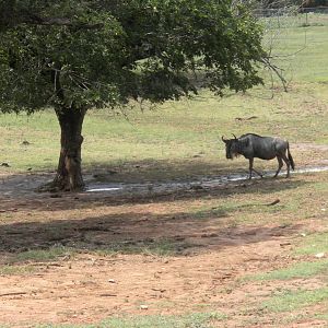 Eastern White-Bearded Wildebeest