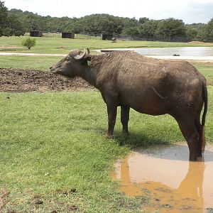 Water Buffalo