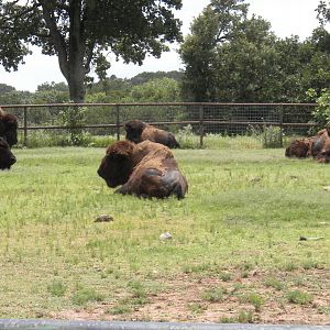 American Bison