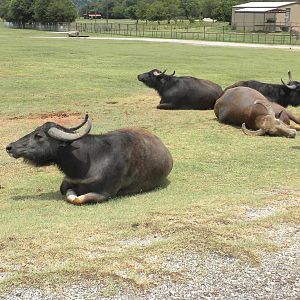 Water Buffalo