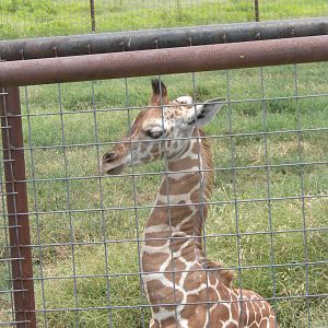 Baby Giraffe