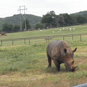 Southern White Rhinoceros