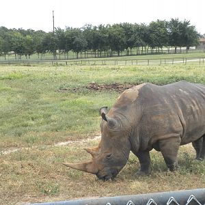 Southern White Rhino