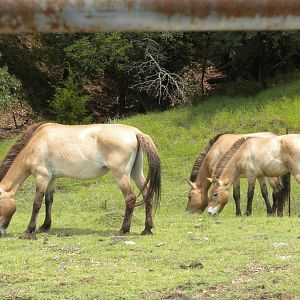 Przewalski's Horse