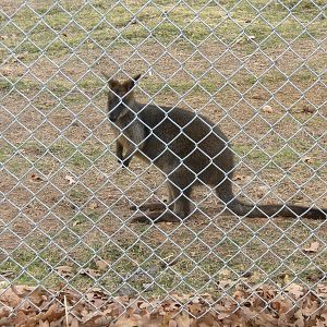 Unknown macropod