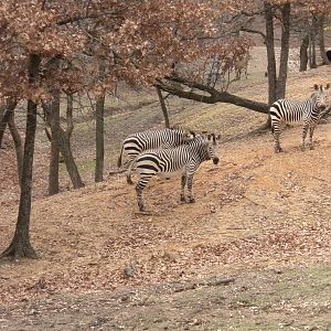 Hartmann's Zebra