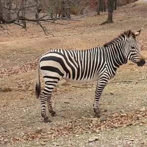 Hartmann's Zebra