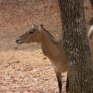 Nilgai