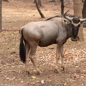 Eastern White-Bearded Wildebeest