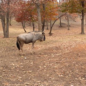 Eastern White-Bearded Wildebeest