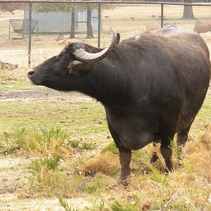 Water Buffalo