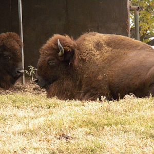 American Bison