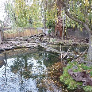 Short-clawed otter enclosure