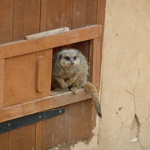 Meerkat