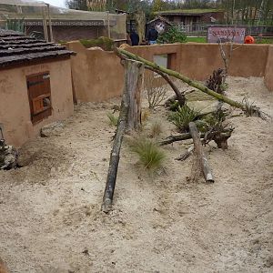 Bachelor meerkat enclosure