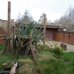 Fennec fox enclosure