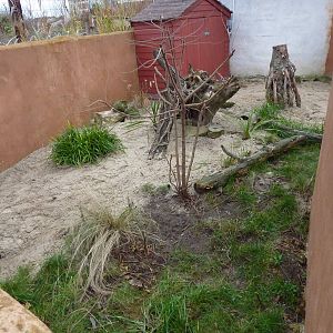 Dwarf mongoose enclosure