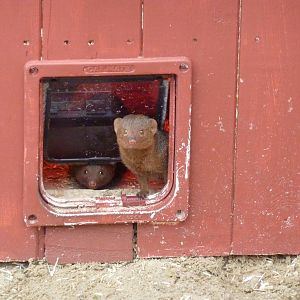 Dwarf mongooses