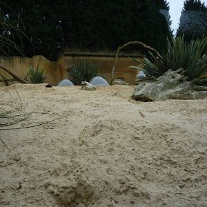 Main meerkat enclosure