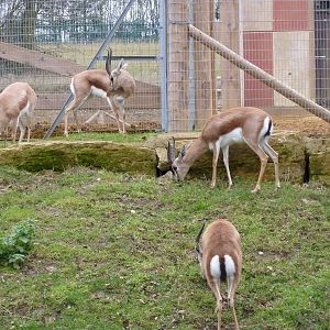 Saharan dorcas gazelles