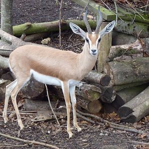 Saharan dorcas gazelle