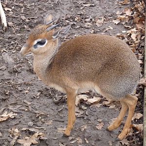 Kirk's dik-dik